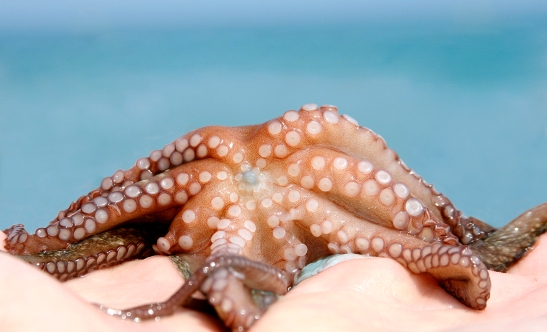 octopus-1243016